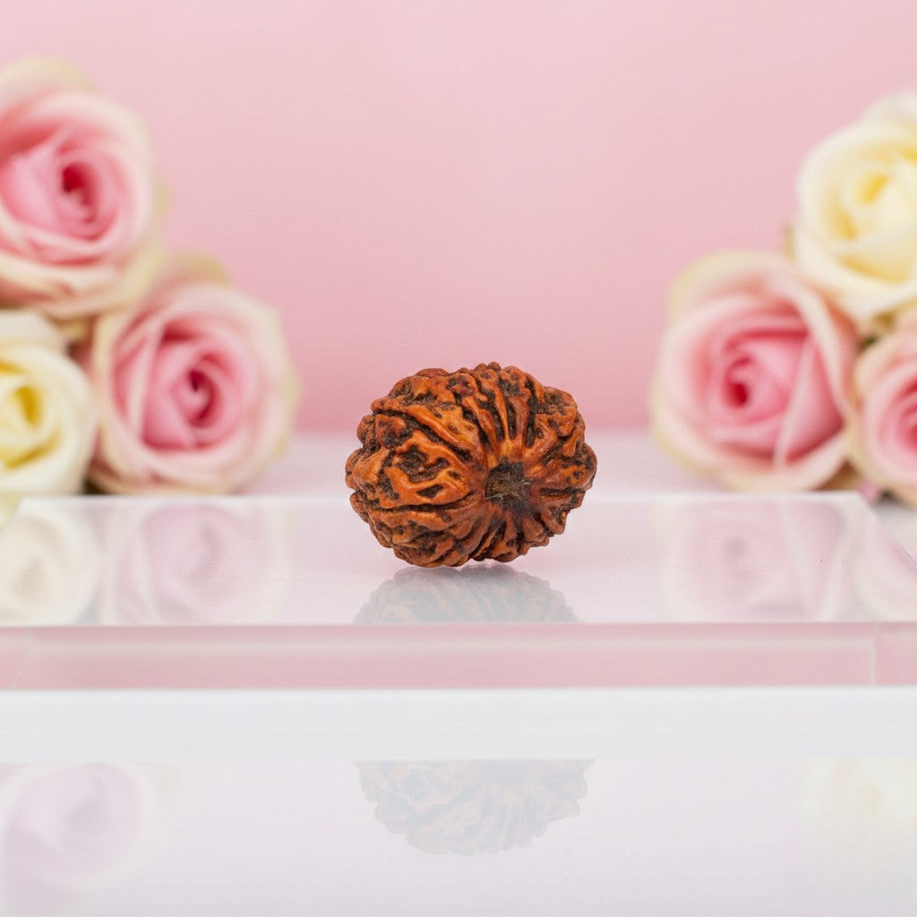 13 Mukhi Rudraksha