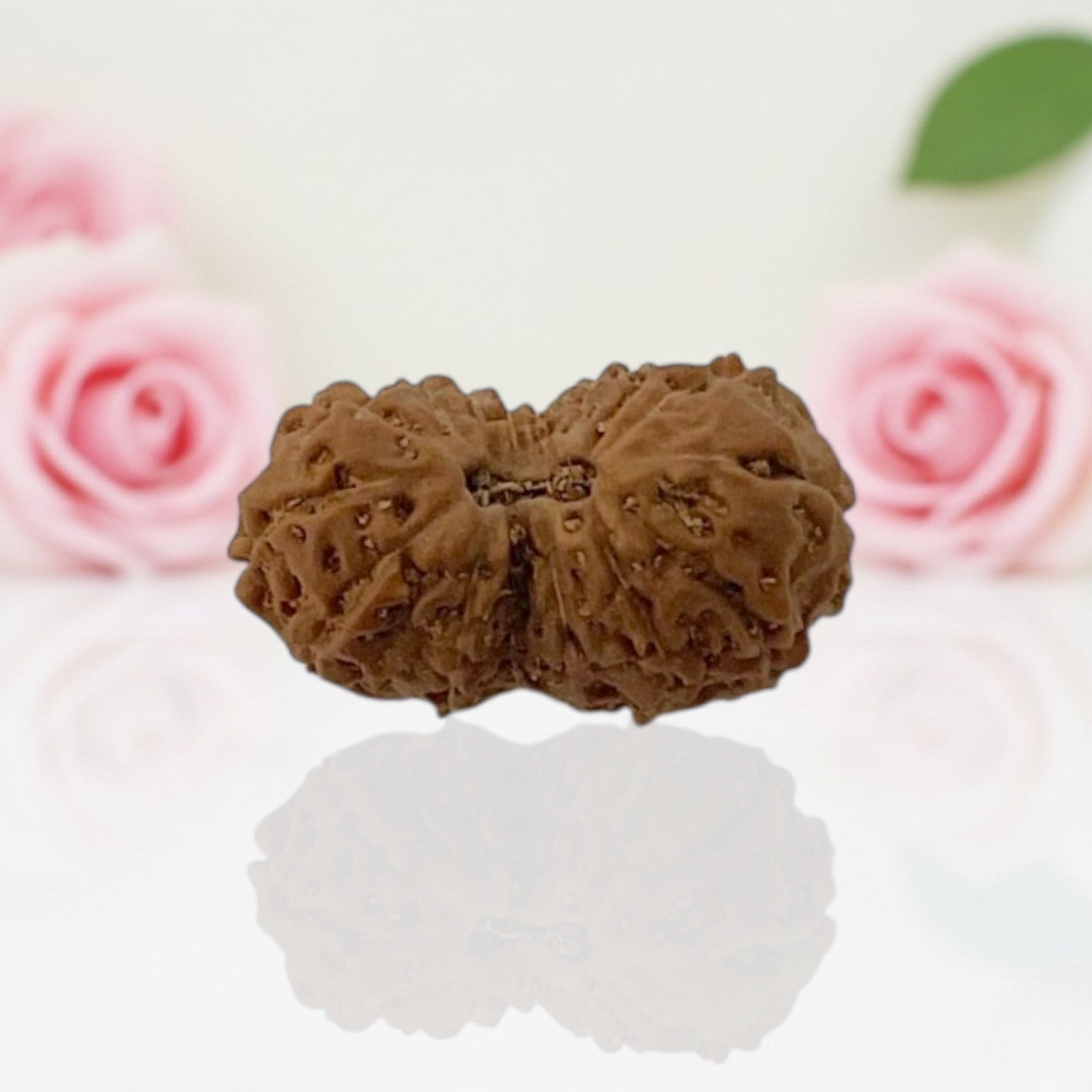 16 Mukhi Rudraksha