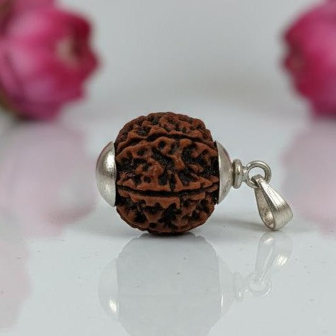 6 Mukhi Rudraksha