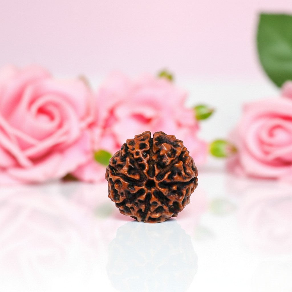 8 Mukhi Rudraksha