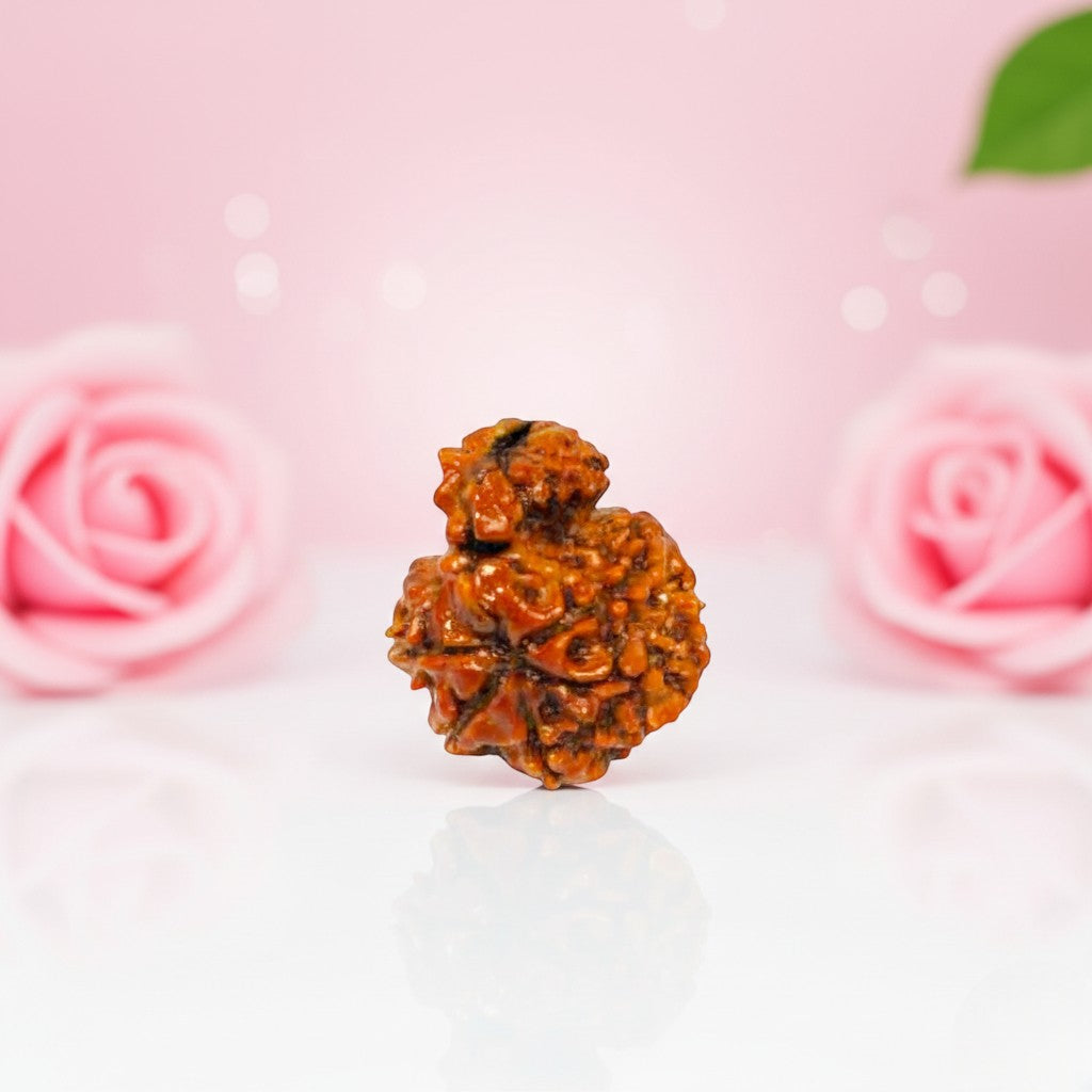 Garbh Gauri Rudraksha
